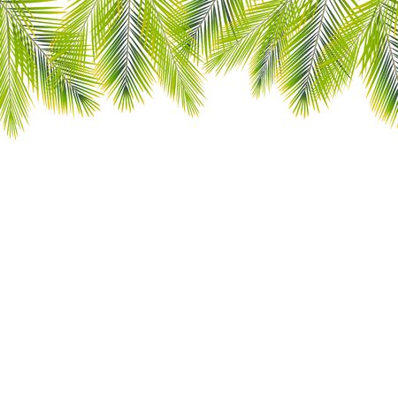Border of palms branches on isolated on white background. Realistic tree palms. Vector illustrationのイラスト素材
