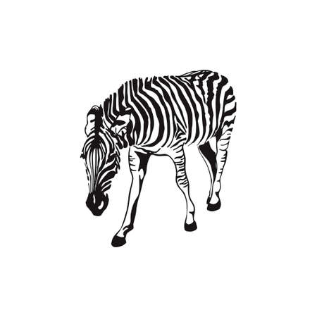 Graphical sketch zebra isolated on white background, vectorのイラスト素材