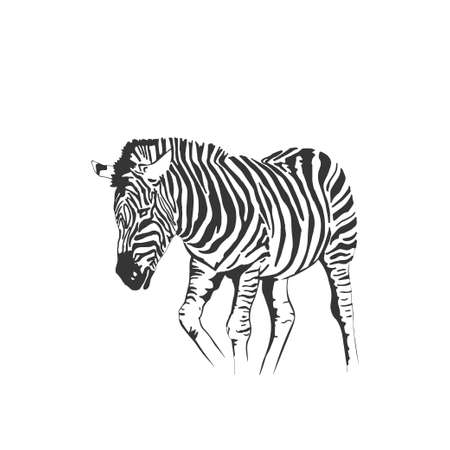 Vector zebra standing isolated on white background, graphical sketch illustrationのイラスト素材