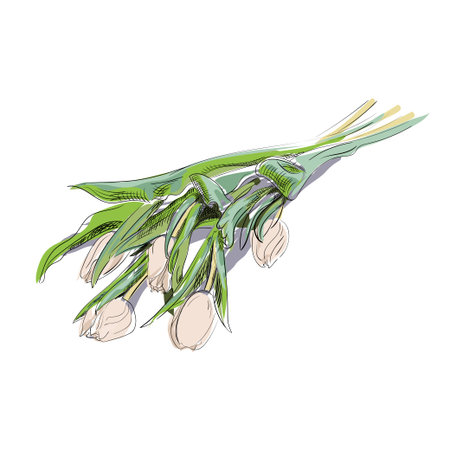 Hand-drawn white tulips. Isolated realistic bouquet, vector illustrationのイラスト素材