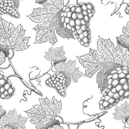 Seamless vector pattern with grapes. Black and white engraving style drawing - Vectorのイラスト素材