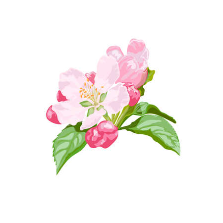 A blooming cherry or apple blossom. Hand-drawn art isolated in watercolor style. Vectorのイラスト素材