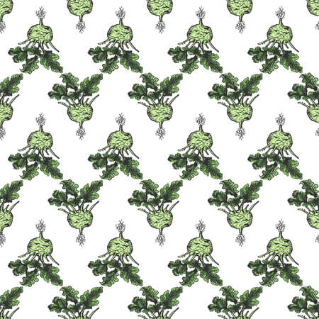 Kohlrabi cabbage hand drawn background seamless pattern. Vintage background. Vectorのイラスト素材