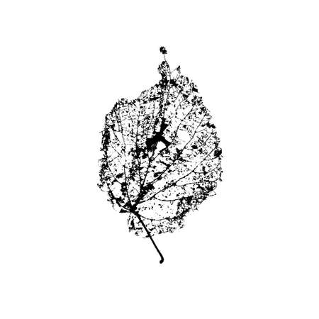 Leaf skeleton after caterpillar infestation isolated on white background. Vectorのイラスト素材