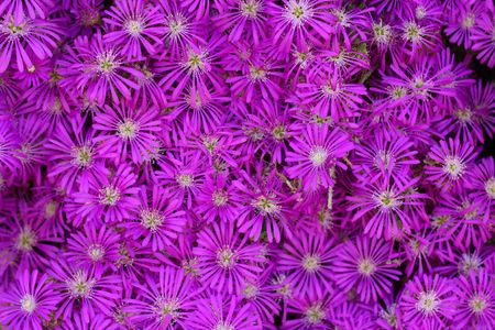 pink flowers as backgroundの写真素材