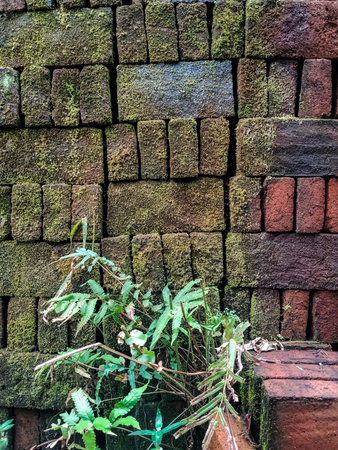 Old brick wall with green plant and moss background, Selective focus