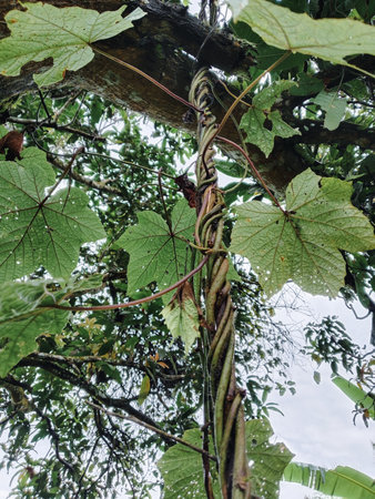 climbing tropical vines in the garden