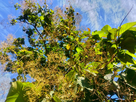 Tropical fruit on tree with blue sky background