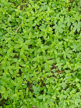 Green grass texture background. Top view of the green grass texture