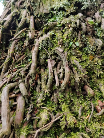 texture of coconut tree roots covered in green moss