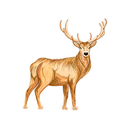 Abstract hand drawn deer illustrationのイラスト素材