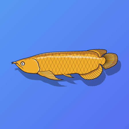 Golden arowana fish vector illustrationのイラスト素材