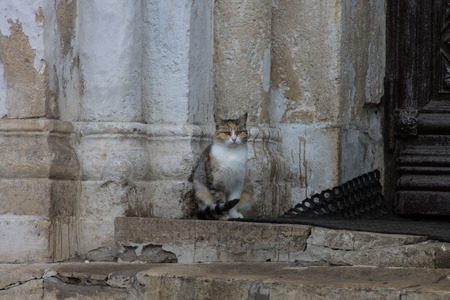 Church catの写真素材