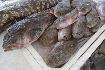 exotic fishの写真素材
