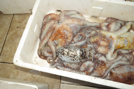Cuttlefish (Devilfish, Tintenfische, Krake, Sepia)の写真素材