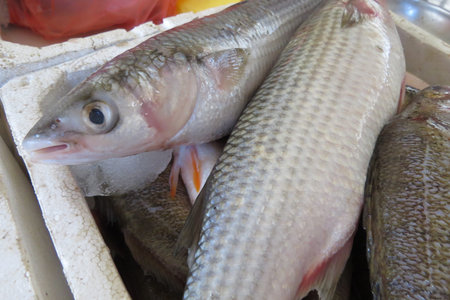 Mullet from Adriatic sea at the fish market in Bar-city, Montenegro.