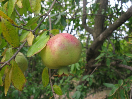 Ripening pomegranate (maturing garnet) on the garnet tree in Bar-city, Montenegroの写真素材