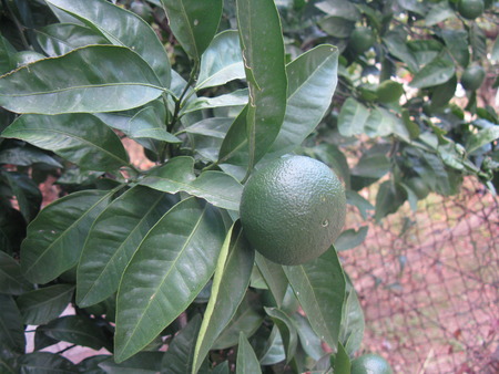 Ripening mandarin (maturing mandarin) on the tree in the garden in Bar-city, Montenegroの写真素材