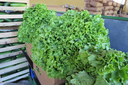 Fresh salad (fresh lettuce) at the food market in Bar-city, Montenegroの写真素材
