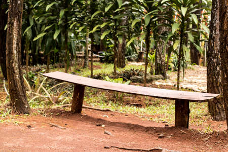 Park bench in a pine forestの写真素材