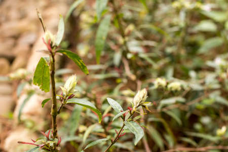 Beautiful leaf in the gardenの写真素材
