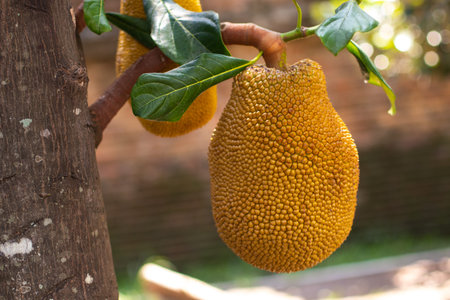 Jackfruit hanging from the tree trunk