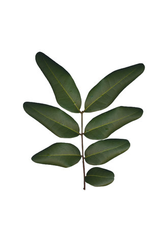 Mahogany leaves isolated on white background