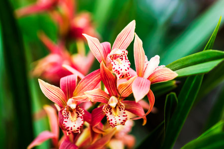 Jinan City, Shandong, China Orchid Springs Parkの写真素材