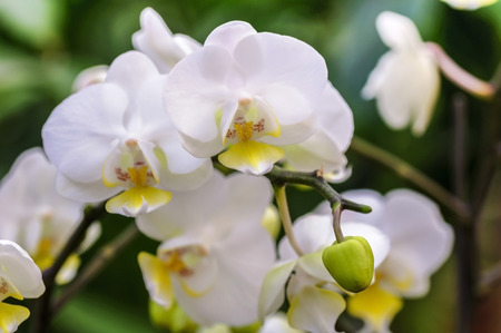 Jinan City, Shandong, China Orchid Springs Parkの写真素材