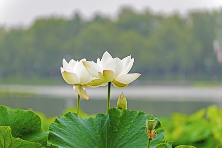 lotusの写真素材