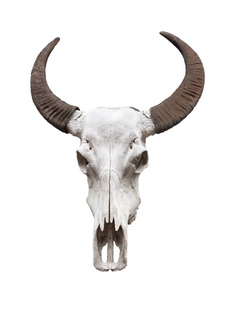 Water buffalo skull, isolatedの写真素材