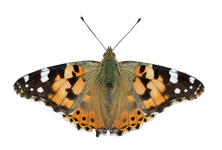 butterfly - painted lady, isolated 