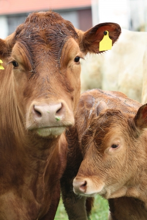 Cow mother with baby calfの写真素材