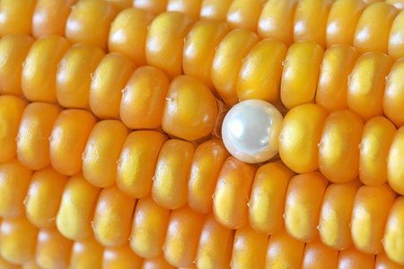 Jewelry and Food Series  Pearl Necklace On Maize Corn 