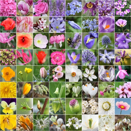 Spring flower collageの写真素材