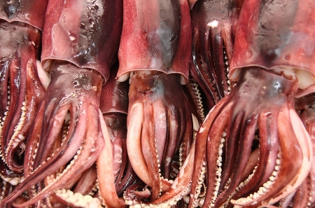 fresh Inkfish   squid for saleの写真素材