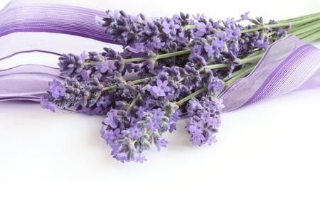 Bunch of Lavender half wrapped in a purple ribbonの写真素材