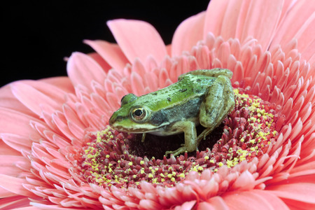 Baby frog on a magenta gerbera flowerの写真素材