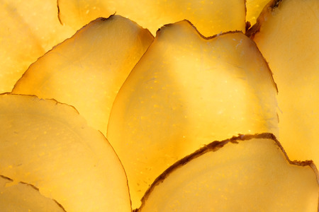 Macro of Vegetable Slices in backlit Series - Gingerの写真素材