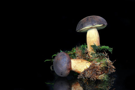Mushroom bay bolete (Boletus badius) isolated on the black backgroundの写真素材