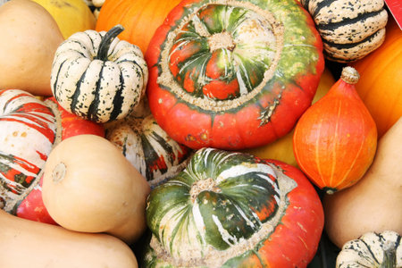 Colorful pumpkins after harvest