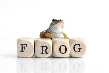 A frog on the wood blocks with word frog for Letter F