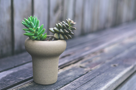 succulent plantsの写真素材