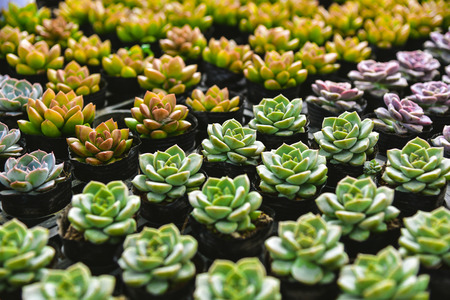 succulent plantsの写真素材