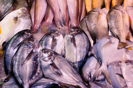 fishesの写真素材
