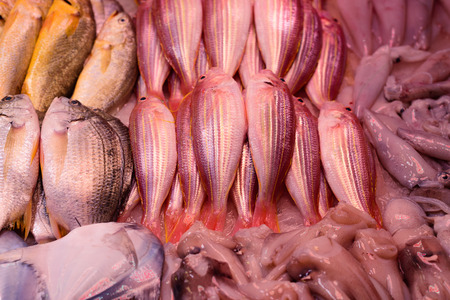 fishesの写真素材