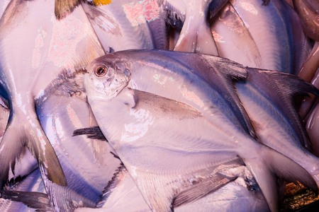 fishesの写真素材