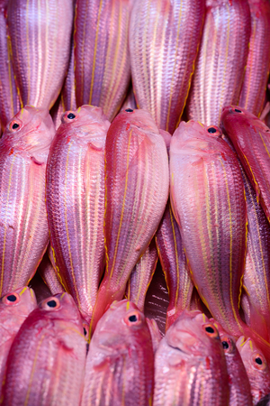 fishesの写真素材
