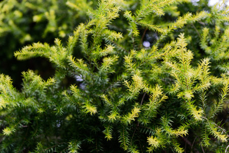 green Pineの写真素材