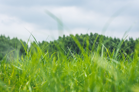 Meadow forest parkの写真素材